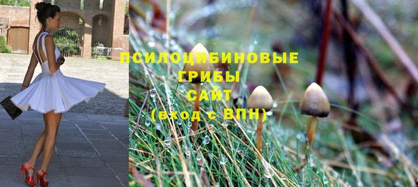 хмурый Аркадак